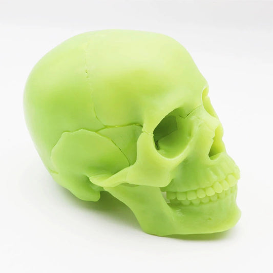 Forensic - True Crime - Fluorescent Medical Skull with Detachable Parts - Anatomy