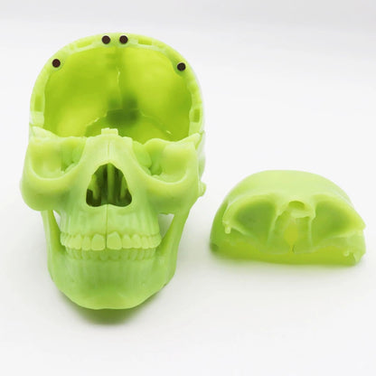 Forensic - True Crime - Fluorescent Medical Skull with Detachable Parts - Anatomy